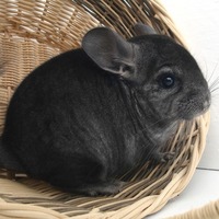 Chinchilla name generator