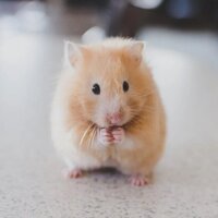 Hamster name generator